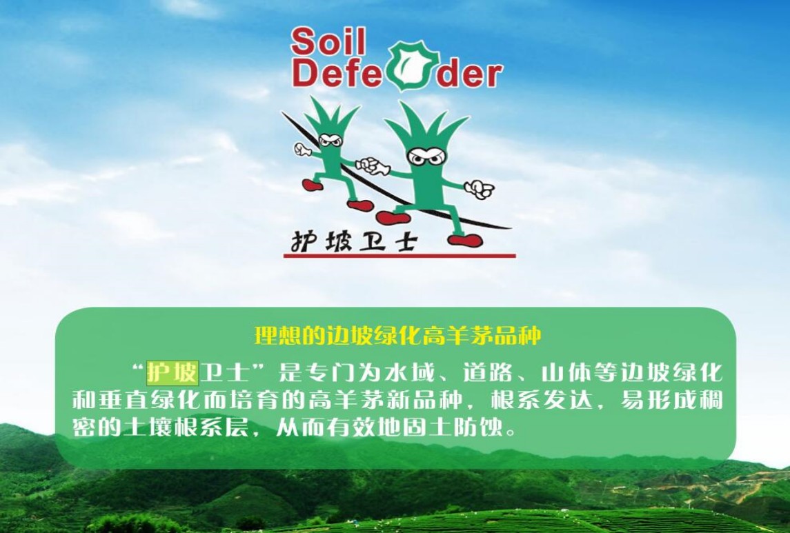 高羊茅-護坡衛士