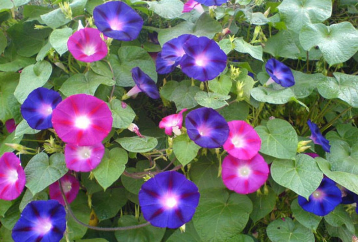 牽?；?></div>
								<p>牽牛花</p>
							</a>
						</li>
												<li>
							<a href=