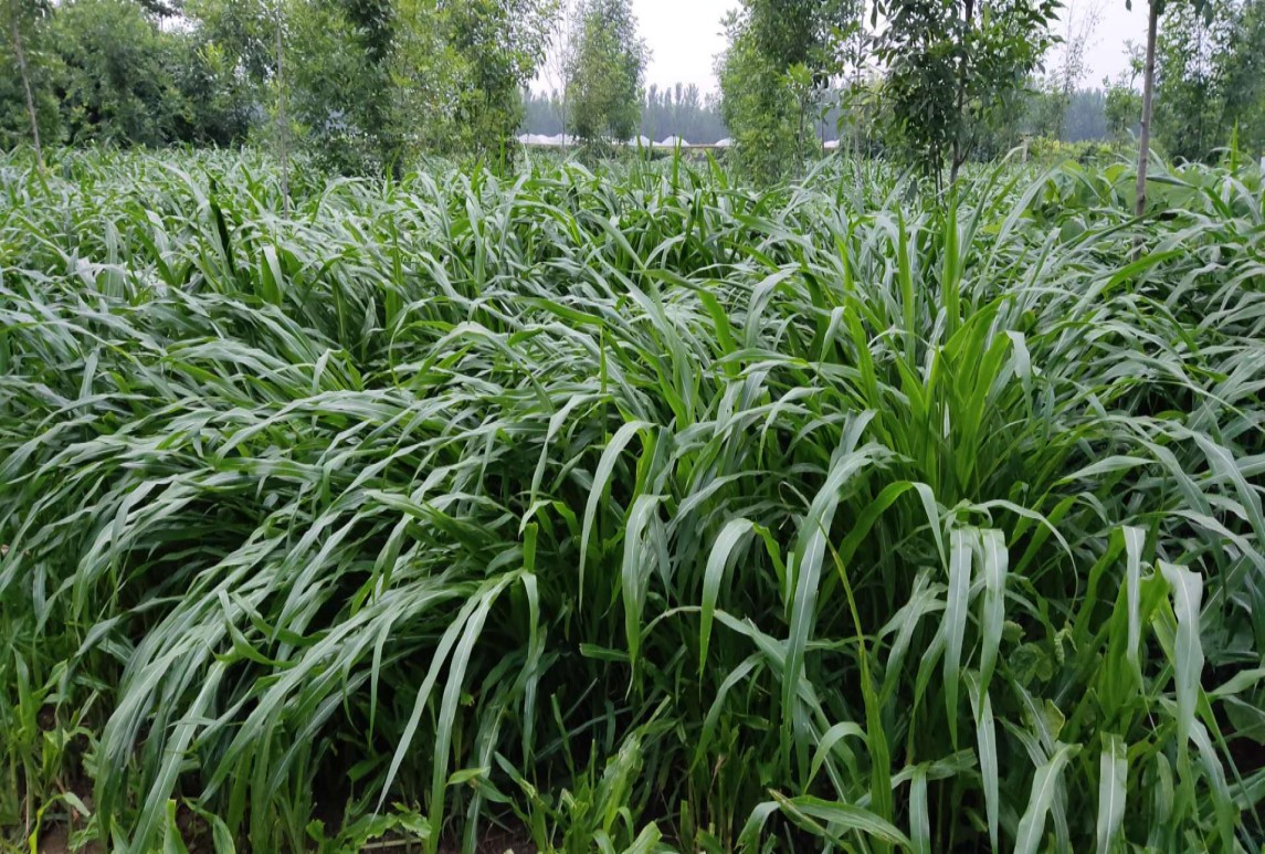 看懂牧草品質檢測報告