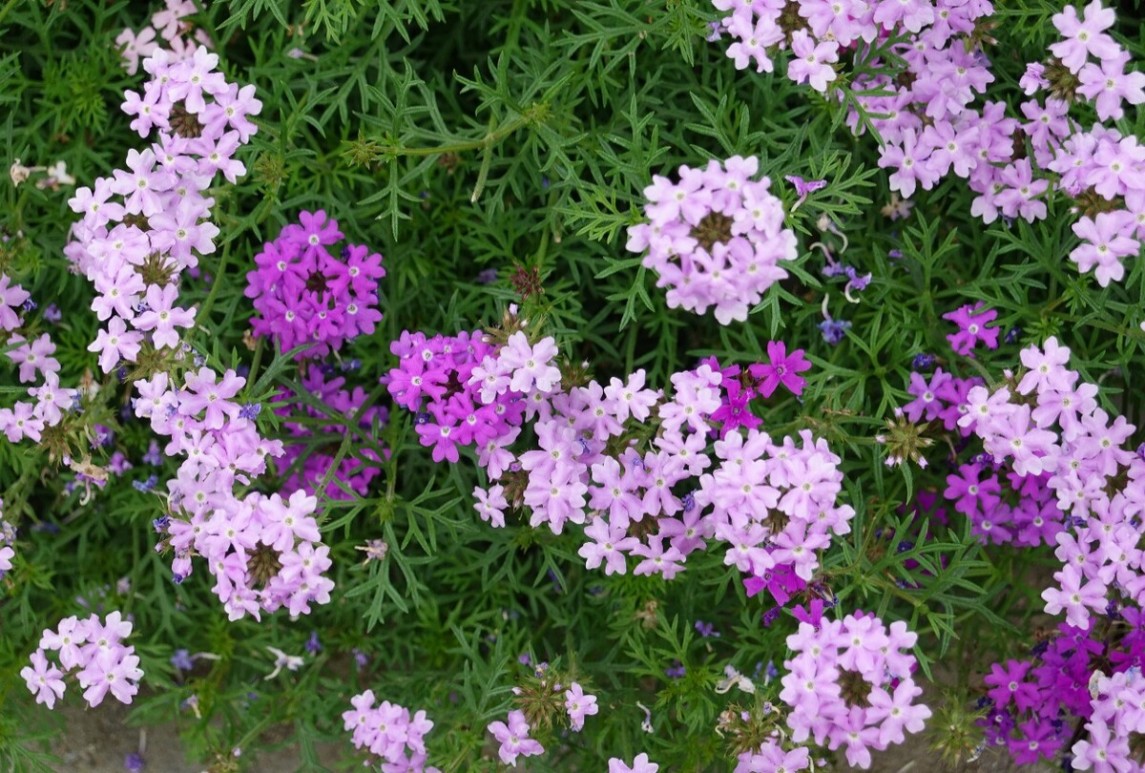 常用秋播草花品種推薦