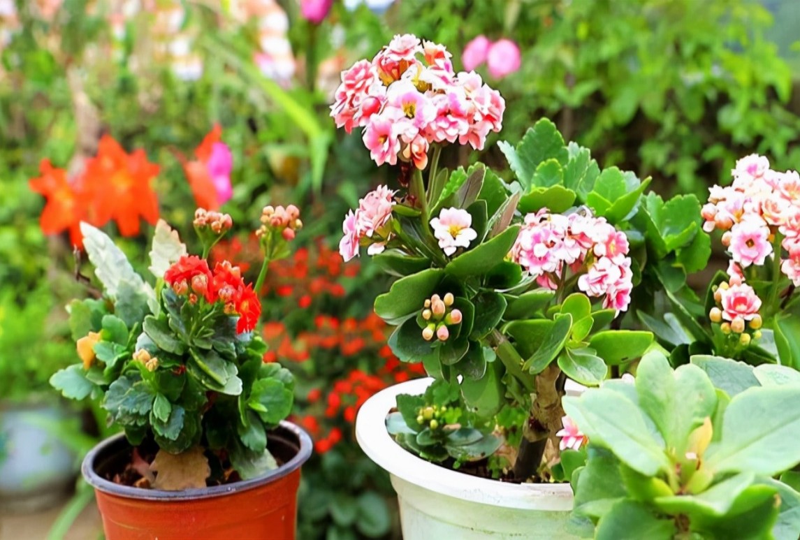 養花5大技巧