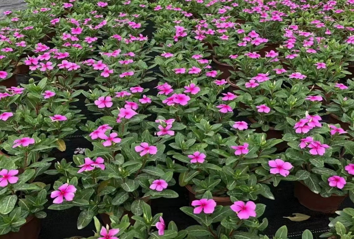 花卉育苗基本技術