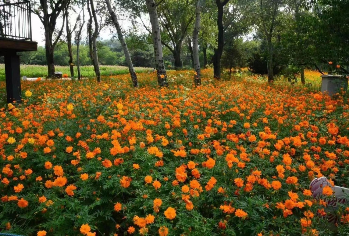 硫化菊